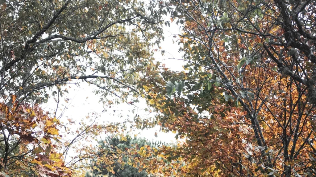 Jeep Wrangler vs Ford Bronco The Ultima te Off-Road Comparison